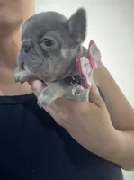 LilacTan+Rojo+Fluffy, a female French Bulldog for sale in Houston, TX – Photo 4 of 5