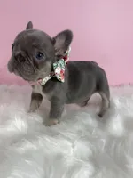 LilacTan+Rojo+Fluffy, a female French Bulldog for sale in Houston, TX – Photo 5 of 5