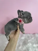 LilacTan+Rojo+Fluffy, a female French Bulldog for sale in Houston, TX – Photo 2 of 5