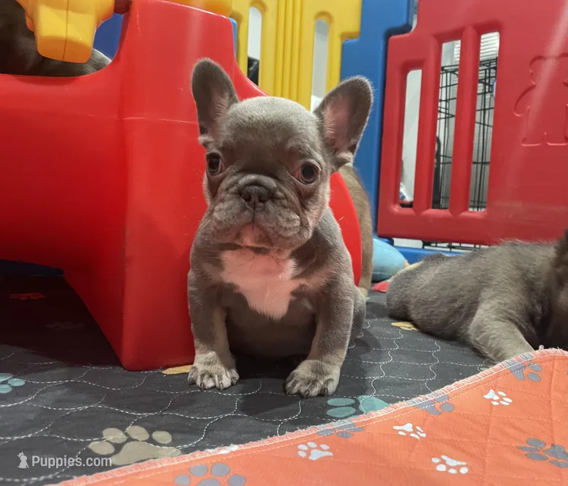 LilacTan+Rojo+Fluffy