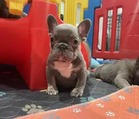 LilacTan+Rojo+Fluffy, a female French Bulldog for sale in Houston, TX – Photo 1 of 5