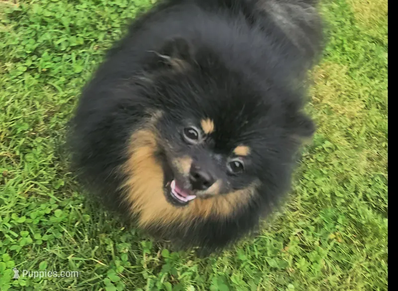 Oscar – Pomeranian puppy for sale in Somerville, NJ