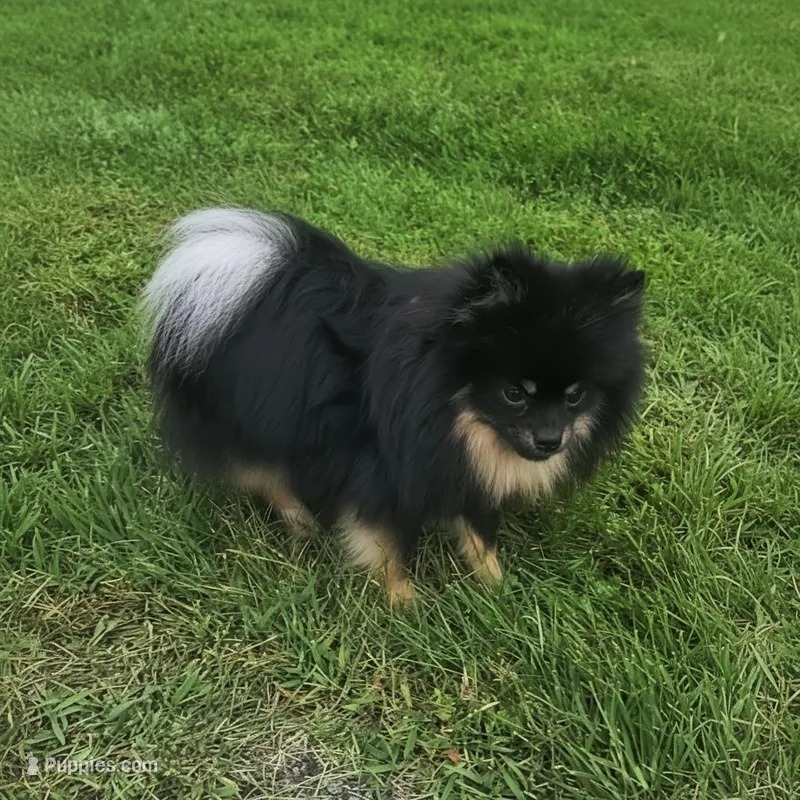Ollie (FCI)  – Pomeranian puppy for sale in Somerville, NJ