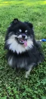 Barney (FCI) , a male Pomeranian for sale in Somerville, NJ – 2 of 10