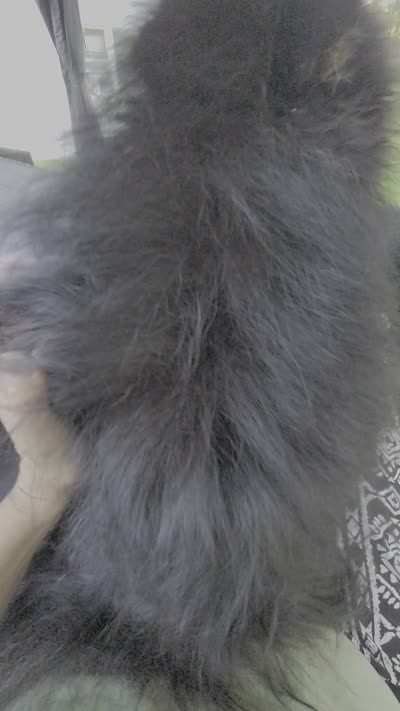 Barney (FCI) , a male Pomeranian for sale in Somerville, NJ – 9 of 9