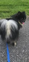 Ollie (FCI) , a male Pomeranian for sale in Somerville, NJ – 7 of 9