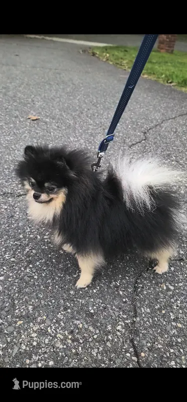 Loki (FCI)  – Pomeranian puppy for sale in Somerville, NJ