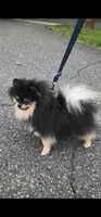 Loki (FCI & AKC) , a male Pomeranian for sale in Somerville, NJ – 2 of 10