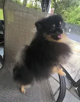 Oscar (FCI), a male Pomeranian for sale in Somerville, NJ – 6 of 10