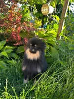 Ollie, a male Pomeranian for sale in Somerville, NJ – 4 of 10