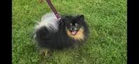 Oscar (FCI), a male Pomeranian for sale in Somerville, NJ – 8 of 10