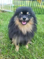 Oscar, a male Pomeranian for sale in Somerville, NJ – 1 of 5