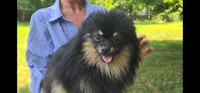 Ollie (FCI) , a male Pomeranian for sale in Somerville, NJ – 2 of 9