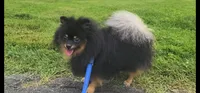 Oscar (FCI), a male Pomeranian for sale in Somerville, NJ – 3 of 7
