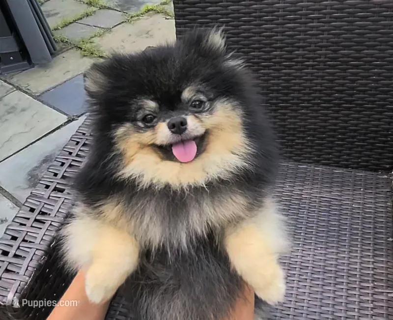 Loki (FCI)  – Pomeranian puppy for sale in Somerville, NJ