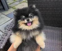 Loki (FCI) , a male Pomeranian for sale in Somerville, NJ – 1 of 9