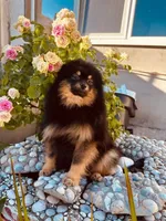 Barney, a male Pomeranian for sale in Somerville, NJ – 3 of 10