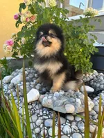 Loki, a male Pomeranian for sale in Somerville, NJ – 3 of 8