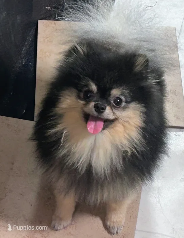 Loki (FCI)  – Pomeranian puppy for sale in Somerville, NJ