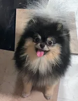 Loki (FCI) , a male Pomeranian for sale in Somerville, NJ – 2 of 10