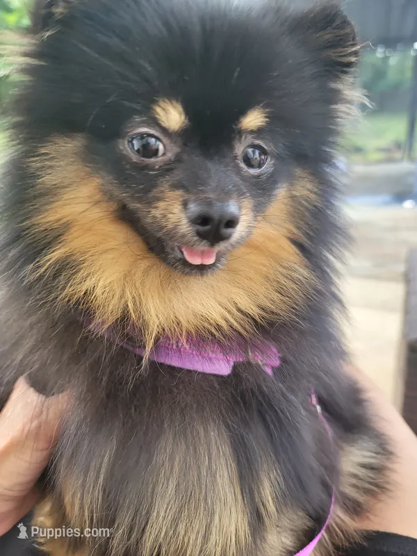 Oscar – Pomeranian puppy for sale in Somerville, NJ