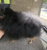 Oscar (FCI), a male Pomeranian for sale in Somerville, NJ – 7 of 10