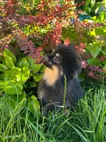 Ollie, a male Pomeranian for sale in Somerville, NJ – 5 of 10