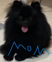 Barney, a male Pomeranian for sale in Somerville, NJ – 10 of 10