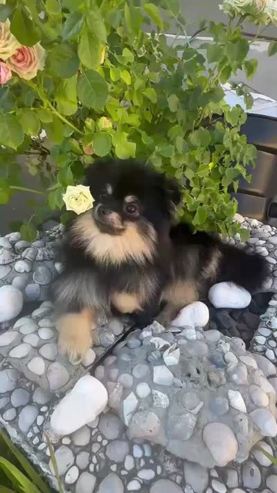 Barney (FCI) , a male Pomeranian for sale in Brooklyn, NY – 6 of 9