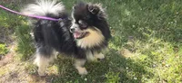 Barney, a male Pomeranian for sale in Somerville, NJ – 8 of 10