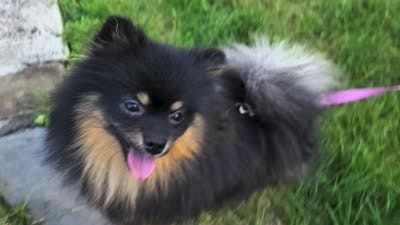 Oscar, a male Pomeranian for sale in Somerville, NJ – 4 of 5
