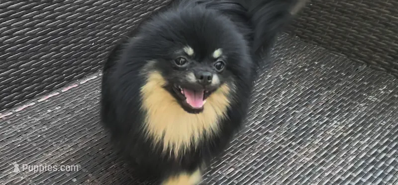 Ollie (FCI)  – Pomeranian puppy for sale in Somerville, NJ