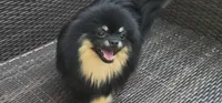 Ollie (FCI) , a male Pomeranian for sale in Somerville, NJ – 1 of 9