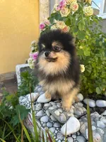 Loki, a male Pomeranian for sale in Somerville, NJ – 4 of 8