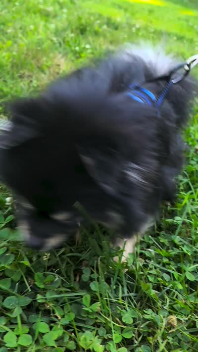 Barney (FCI) , a male Pomeranian for sale in Somerville, NJ – 3 of 10