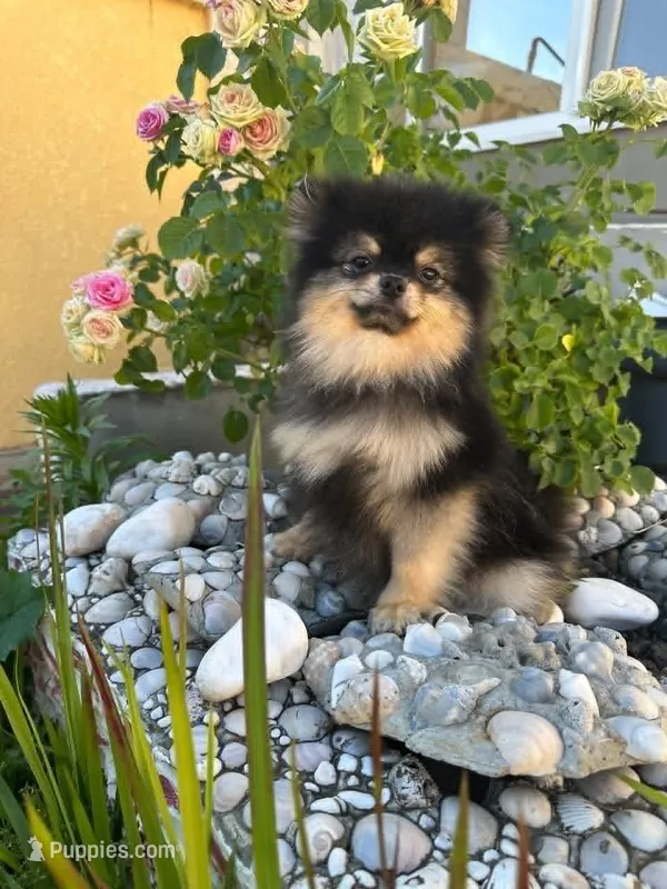 Loki – Pomeranian puppy for sale in Somerville, NJ