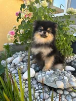Loki, a male Pomeranian for sale in Somerville, NJ – 1 of 8