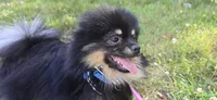 Ollie, a male Pomeranian for sale in Somerville, NJ – 6 of 10