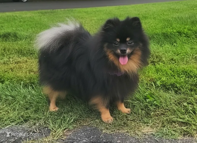 Oscar (FCI) – Pomeranian puppy for sale in Somerville, NJ