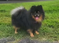 Oscar (FCI), a male Pomeranian for sale in Somerville, NJ – 1 of 7