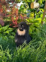 Ollie, a male Pomeranian for sale in Somerville, NJ – 3 of 10