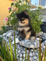 Loki, a male Pomeranian for sale in Somerville, NJ – 2 of 8