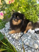 Oscar, a male Pomeranian for sale in Somerville, NJ – 2 of 4