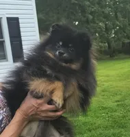 Oscar (FCI), a male Pomeranian for sale in Somerville, NJ – 5 of 10