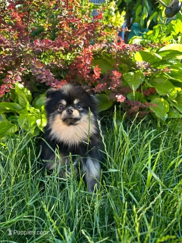 Barney (FCI)  – Pomeranian puppy for sale in Somerville, NJ