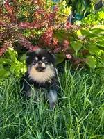 Barney, a male Pomeranian for sale in Somerville, NJ – 6 of 10