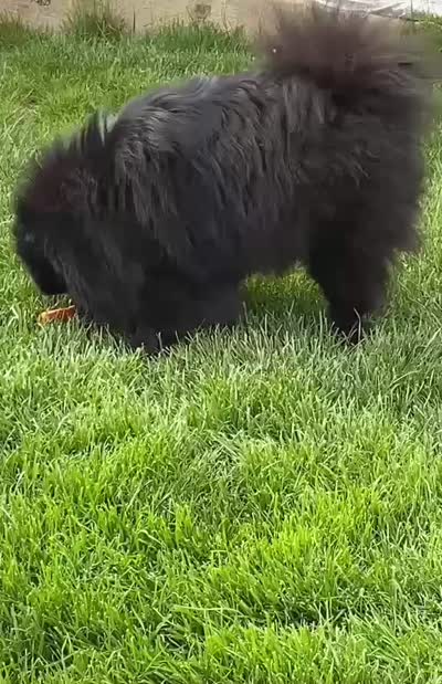 Ollie, a male Pomeranian for sale in Somerville, NJ – 10 of 10