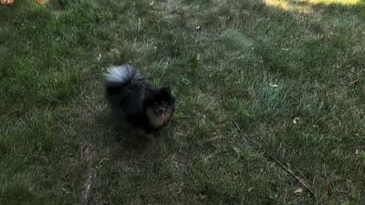 Ollie (FCI) , a male Pomeranian for sale in Somerville, NJ – 4 of 9