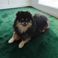 Barney (FCI) , a male Pomeranian for sale in Somerville, NJ – 6 of 9