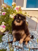Barney, a male Pomeranian for sale in Somerville, NJ – 7 of 10